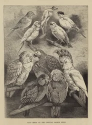 Prize Birds at the Crystal Palace Show